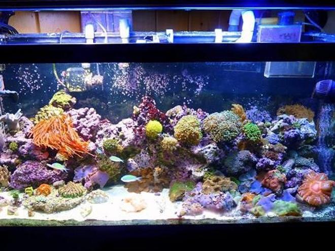 90 gallons reef tank (mostly live coral and fish) - 90 gal full view, mixed reef