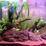 65 gallons planted tank (mostly live plants and fish) - Last pic taken on May 19, 2011