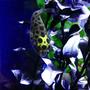 freshwater fish - tetraodon nigroviridis - green spotted puffer stocking in 55 gallons tank - Green Spotted Puffer