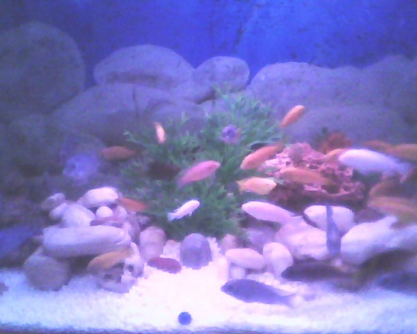 Rated #269: 150 Gallons Freshwater Fish Tank - CHICLED
