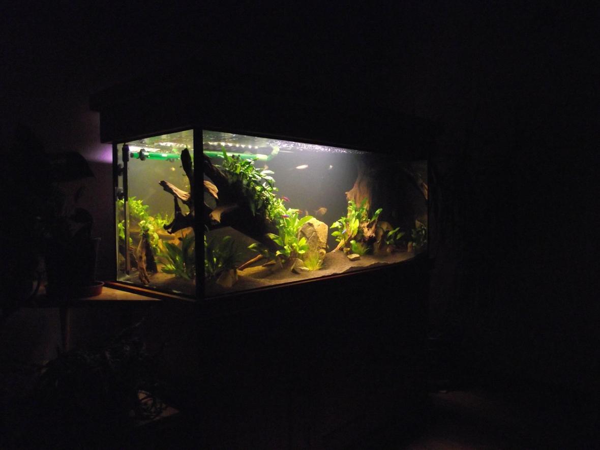 64 gallons planted tank (mostly live plants and fish) - new aquascape