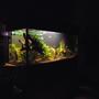 64 gallons planted tank (mostly live plants and fish) - new aquascape