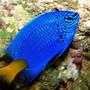 saltwater fish - chrysiptera parasema - yellowtail damselfish stocking in 90 gallons tank - yellow tail damsel