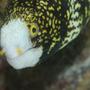 saltwater fish - echidna nebulosa - snowflake eel stocking in 90 gallons tank - my snowflake eel