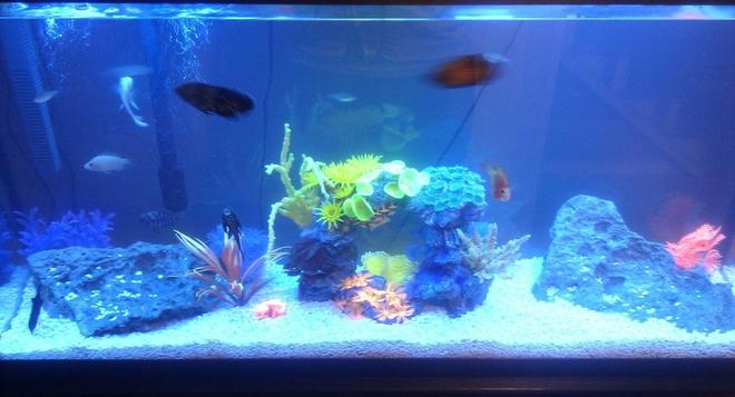 60 gallons freshwater fish tank (mostly fish and non-living decorations) - my baby oscar tank