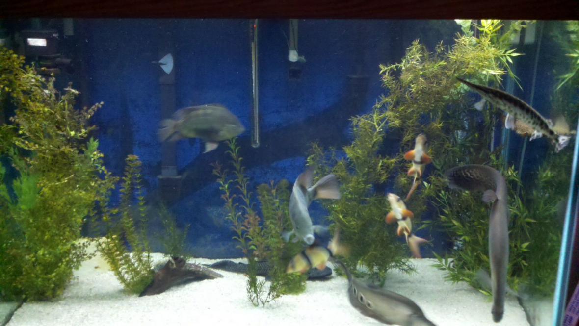 150 gallons freshwater fish tank (mostly fish and non-living decorations) - This is my 150 gallon freshwater aquarium.