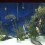150 gallons freshwater fish tank (mostly fish and non-living decorations) - This is my 150 gallon freshwater aquarium.