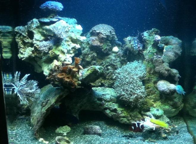 28 gallons reef tank (mostly live coral and fish) - Reef tank