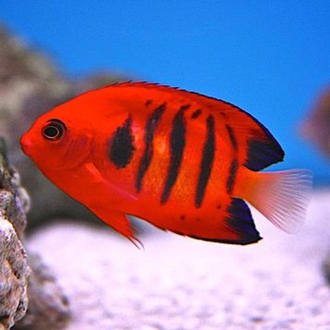 saltwater fish - centropyge loriculus - flame angelfish stocking in 90 gallons tank - my flame angel