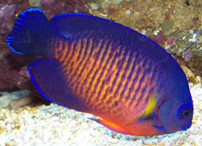saltwater fish - centropyge bispinosa - coral beauty angelfish stocking in 90 gallons tank - coral beauty angel