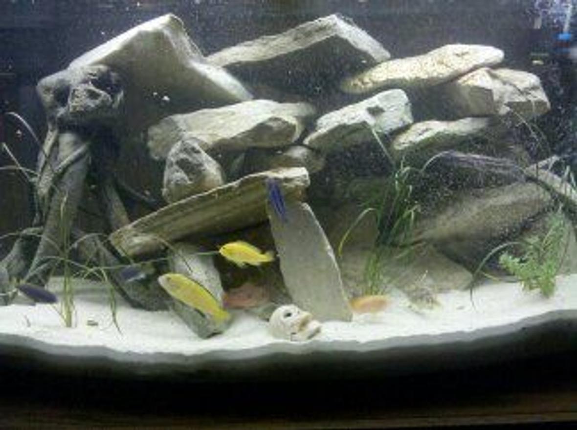 46 gallons freshwater fish tank (mostly fish and non-living decorations) - lots of rocks bowfront 46 gal