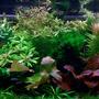 40 gallons planted tank (mostly live plants and fish) - 40 gallon Planted Tank