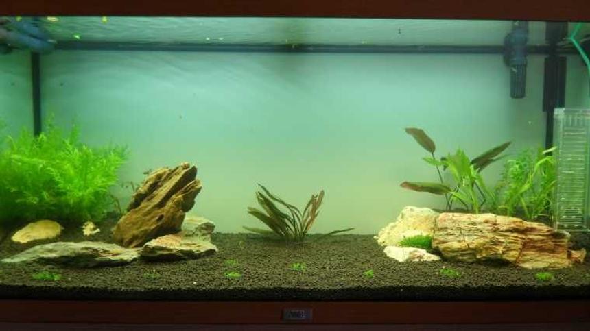 Rated #161: 40 Gallons Planted Tank - New tank setup.

Juwel Riio 180 with 2x T5. Eheim professional 3e filter and Dennerle CO2 system.

Would like feedback on new setup and plant choice. Should be fully grown in 3 months