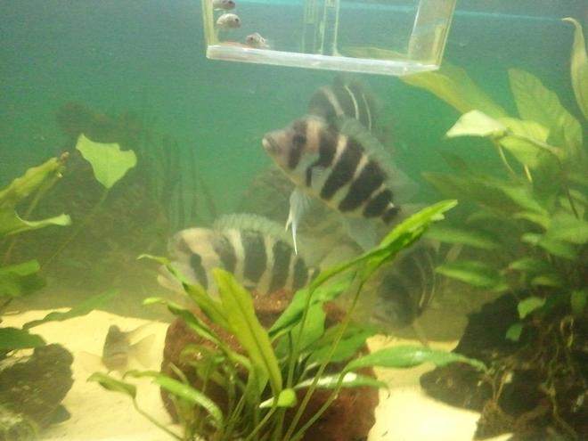 freshwater fish - cyphotilapia frontosa - frontosa cichlid stocking in 63 gallons tank - frontosas