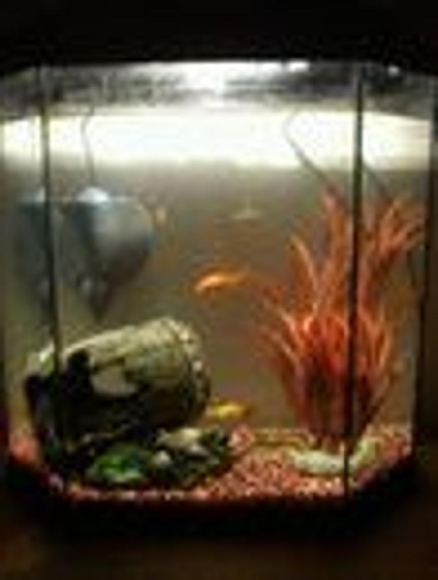 7 gallons freshwater fish tank (mostly fish and non-living decorations) - just a basic picture of my tank :D