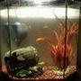 7 gallons freshwater fish tank (mostly fish and non-living decorations) - just a basic picture of my tank :D