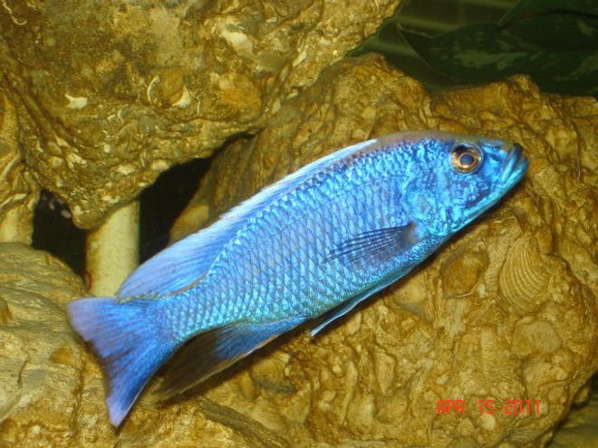 freshwater fish - sciaenochromis ahli - electric blue cichlid stocking in 350 gallons tank - Ahli