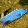freshwater fish - sciaenochromis ahli - electric blue cichlid stocking in 350 gallons tank - Ahli