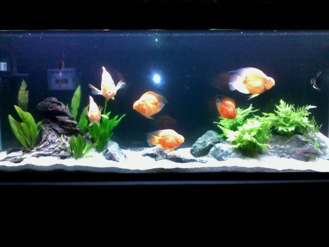 55 gallons planted tank (mostly live plants and fish) - simple and neat