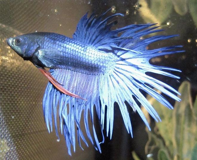 freshwater fish - betta splendens - crown tail betta stocking in 20 gallons tank - My Beautiful Betta Benni :)