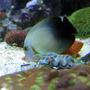 saltwater fish - acanthurus chronixis - mimic half black tang stocking in 28 gallons tank - halfblack mimic tang