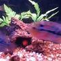 freshwater fish - nandopsis salvini - salvini cichlid stocking in 55 gallons tank - So Fresh and So Clean..