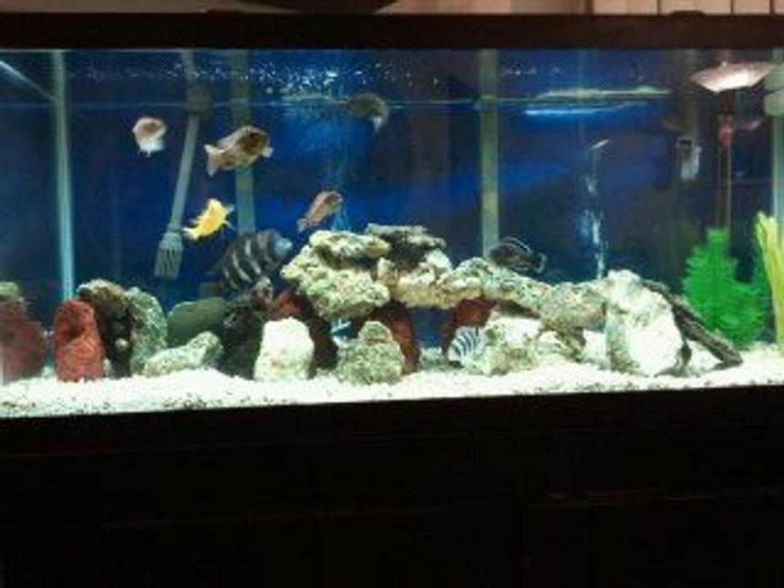 Rated #104: 55 Gallons Freshwater Fish Tank - 75 gallon lace & lava rock. cichlid substrate & white gravel mixed.