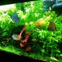 40 gallons planted tank (mostly live plants and fish) - 40 Gallon Tank