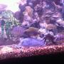 100 gallons freshwater fish tank (mostly fish and non-living decorations) - African cichlids