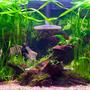 33 gallons planted tank (mostly live plants and fish) - angels, bolivian rams, otos, clown pleco, driftwood and various plants