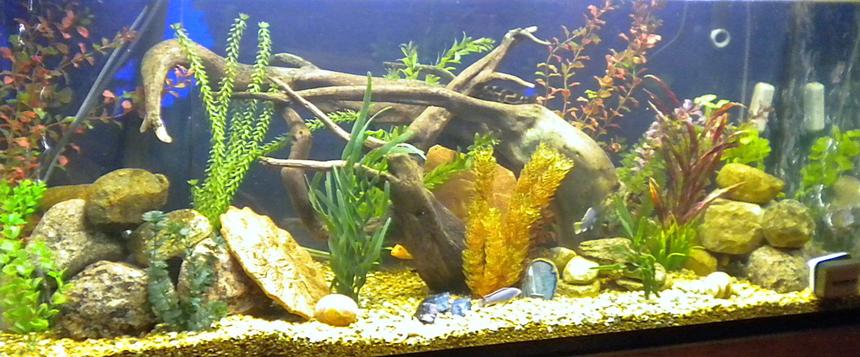 Rated #60: 120 Gallons Freshwater Fish Tank - my 120 five months old.