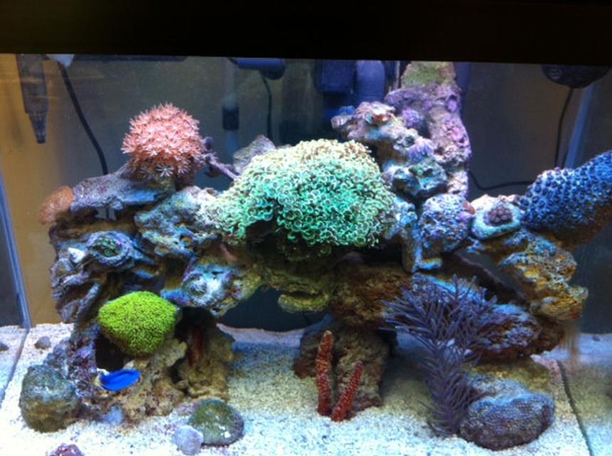 Rated #54: 56 Gallons Reef Tank - Reef Tank