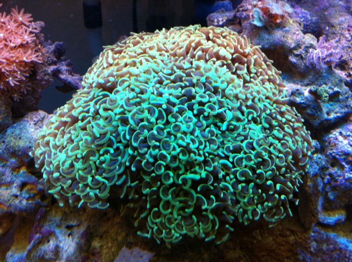 corals inverts - euphyllia ancora - hammer / anchor coral stocking in 56 gallons tank - The Hammer
