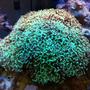 corals inverts - euphyllia ancora - hammer / anchor coral stocking in 56 gallons tank - The Hammer