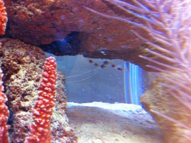 corals inverts - stenopus hispidus - banded coral shrimp stocking in 56 gallons tank - Coral-Banded Shrimp