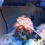 corals inverts - tubipora musica - pipe organ coral stocking in 56 gallons tank - Daisey