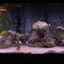 125 gallons freshwater fish tank (mostly fish and non-living decorations) - My 125g African Cichlid (and some others)