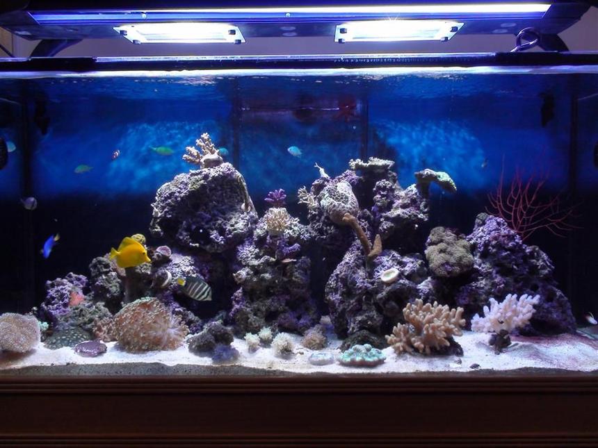 Rated #22: 150 Gallons Reef Tank - My 150g Mixed Reef