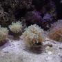 corals inverts - euphyllia paradivisa - frogspawn coral - branched stocking in 150 gallons tank - Frogspawn coral colony