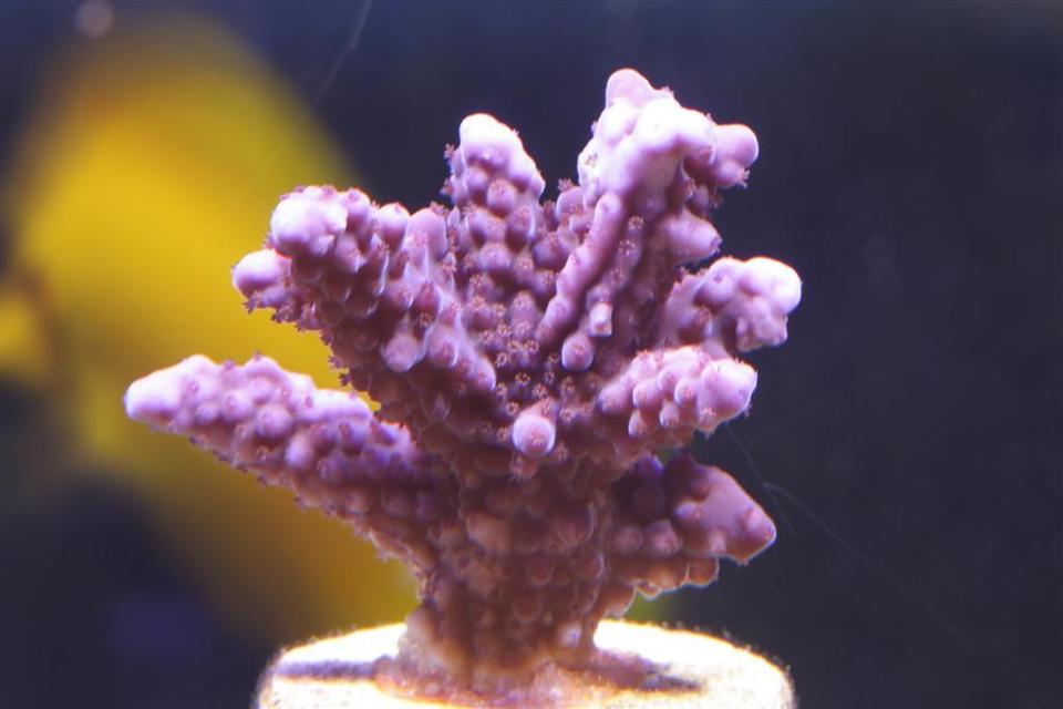 corals inverts - acropora cerealis - cerealis acropora coral stocking in 150 gallons tank - Purple Acropora