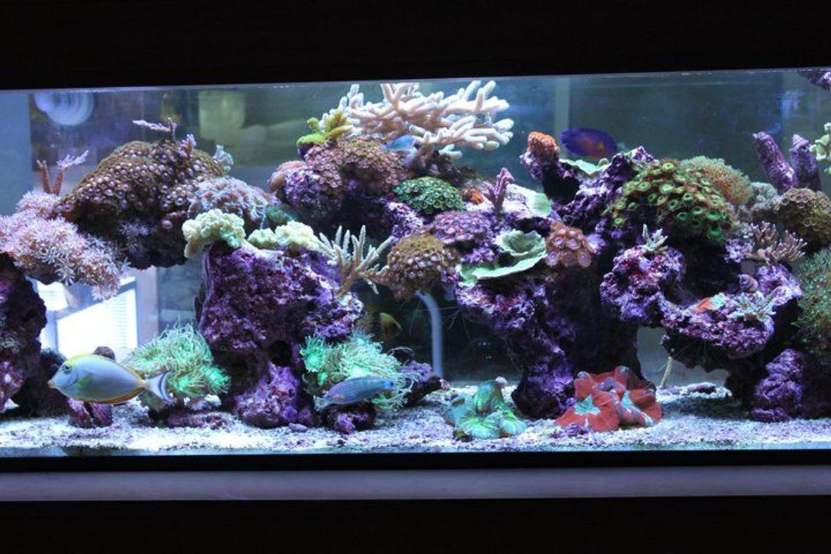 120 gallons reef tank (mostly live coral and fish) - My living room Aquascape