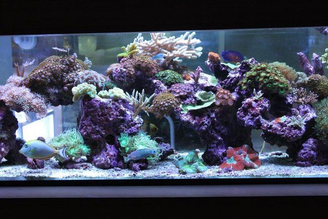 120 gallons reef tank (mostly live coral and fish) - My living room Aquascape