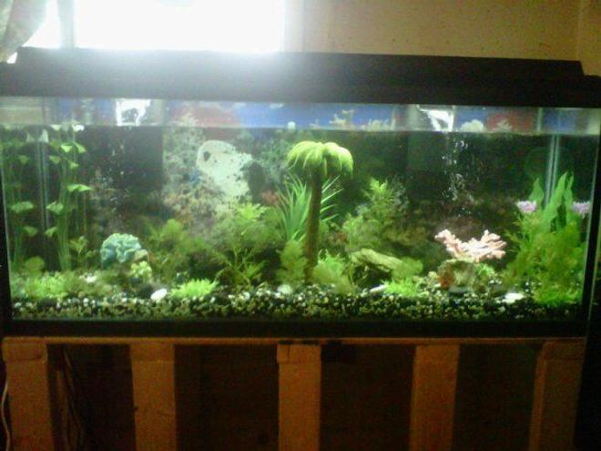 90 gallons planted tank (mostly live plants and fish) - about 30 live plants 16 cichlids one eel and one algae eater. Still in progress this tank is my underwater paradise