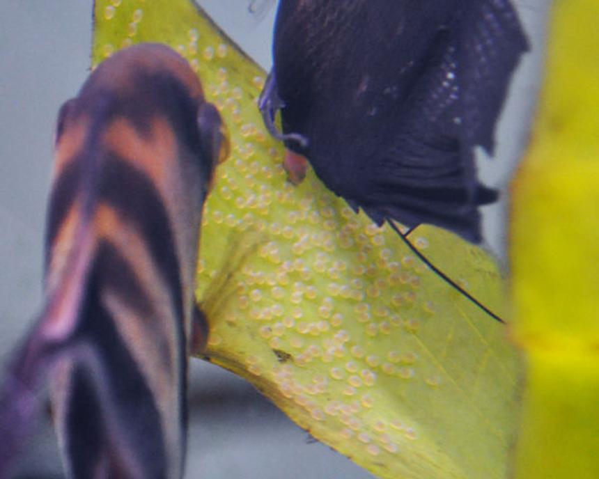 Rated #91: Freshwater Fish - Pterophyllum Sp. - Black Angel Stocking In 55 Gallons Tank - My black female angelfish laying eggs, with a closeup on the breeding tube. The wild-type male is waiting to swoop in for another fertilizing run.