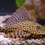 freshwater fish - glyptoperichthys gibbiceps - sailfin pleco (l-83) stocking in 125 gallons tank - My Highfin Leopard Pleco