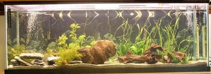 45 gallons planted tank (mostly live plants and fish) - New setup