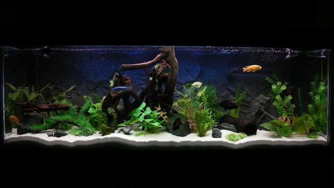 180 gallons freshwater fish tank (mostly fish and non-living decorations) - 6x2x2, 180 gal