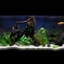 180 gallons freshwater fish tank (mostly fish and non-living decorations) - 6x2x2, 180 gal
