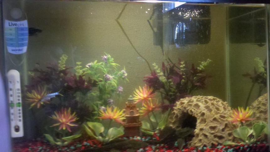 Rated #265: 30 Gallons Freshwater Fish Tank - 30 Gallon tank...5 fish..had the tank about 2 years and having problems keeping fish alive...algae eaters lived thru everthinng..tough fish..can anyone give me so advice..thanks