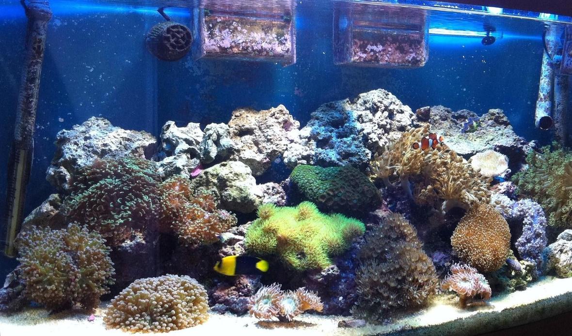 60 gallons reef tank (mostly live coral and fish) - Juwel vision 180